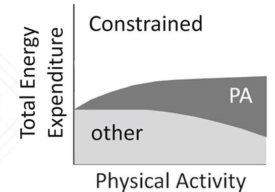 Recovery-Driven Fitness