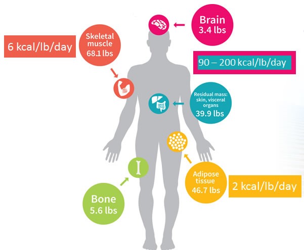 recovery driven fitness and tissue metabolic demands