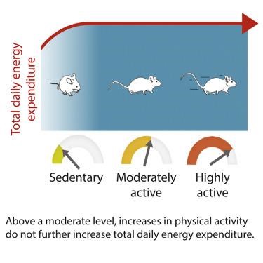 Recovery-Driven Fitness