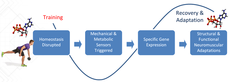 recovery-driven fitness